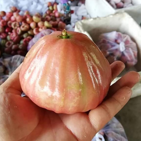 Mận đá đường loại 1, nhà trồng an toàn